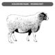 Sheep Coloring Page for Kids