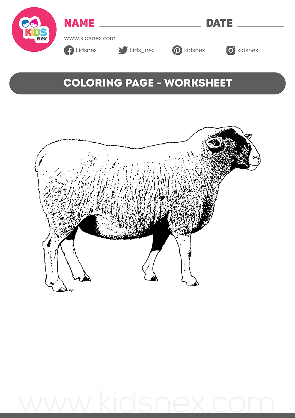 Sheep Coloring Page for Kids